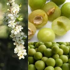 A green gage plum shown whole and cut open.