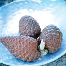 A nut pine branch with a cone and exposed pine nuts