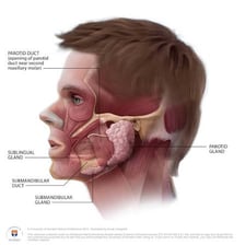 An educational illustration showing saliva in the human mouth.