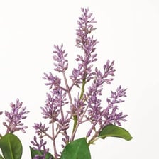 A branch covered with clusters of lilac blossoms.