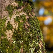 Green moss covering a tree trunk