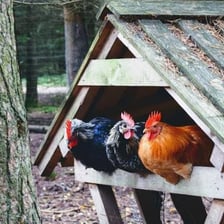 A hen perched on a chicken coop.