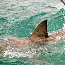 A shark’s dorsal fin protruding above the surface of the ocean