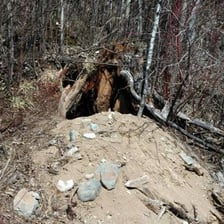 A bear den in a wooded setting.