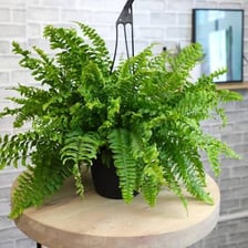 A leafy fern growing in a pot