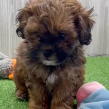 A Shih-poo dog with a thick, curly coat