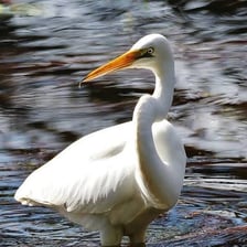 An egret standing in shallow water with its neck curved