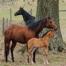 A male horse standing with a foal