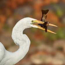 An egret catching a fish with its pointed bill in shallow water