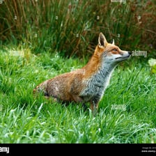 A fox with an alert, watchful expression