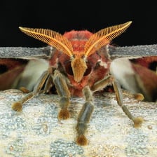 An Atlas moth with broad patterned wings.