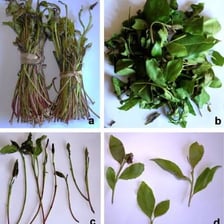 Green leaves from a qat, or khat, shrub.