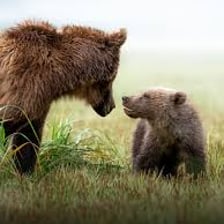 An adult bear with young cubs in a natural setting