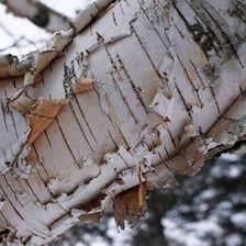 A birch tree with its characteristic pale, papery bark