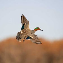A green-winged teal duck standing near water.
