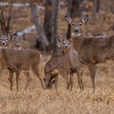 A group of female deer in a natural setting.
