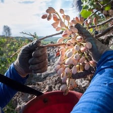Pistachios being harvested in an Iranian orchard