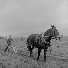 A mule harnessed to an old-fashioned plow in a field.