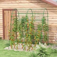 A leafy vine growing up a garden trellis