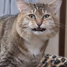 A male cat meowing