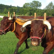 Two farm oxen hitched together with a wooden yoke.