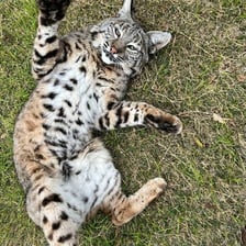 A bobcat standing in a natural habitat.
