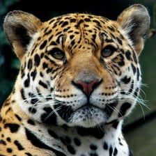 A jaguar in dense tropical forest