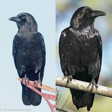 A raven and a crow illustrating two related corvid birds.