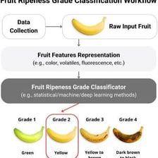 Fruit shown at several stages as it approaches full ripeness.