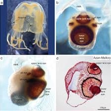 An educational illustration showing the sensory structures and eyes of a box jellyfish.