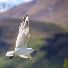 A bird lifting off and flying into the sky