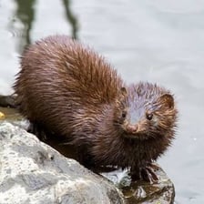 A mink, a semiaquatic member of the weasel family, near water.