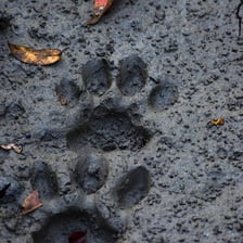 An animal paw making a visible print in wet mud