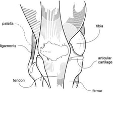 An anatomical illustration showing a fibrous tendon connecting muscle to bone.