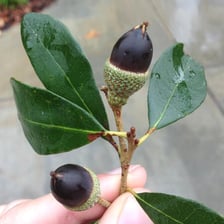 An oak tree with acorns visible on its branches