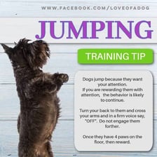 A dog jumping up on a person during training