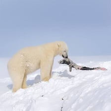 A polar bear near a seal on Arctic sea ice.