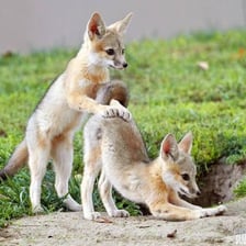 A young kit fox with its characteristic large ears