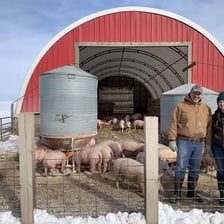 A pig standing outdoors