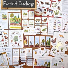 An educational illustration of organisms interacting in a forest ecosystem