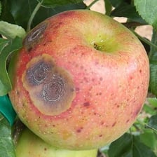 An apple visibly undergoing decay and rot.