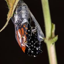 A butterfly coming out of its chrysalis.