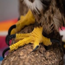 A close-up view of a sharp eagle talon.