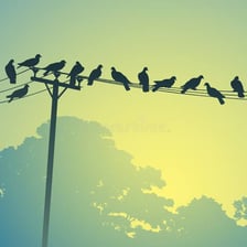 Several birds perched together on a wire