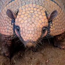 An armadillo showing its scaly, banded outer shell.
