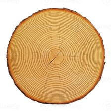 A cross-section of a tree trunk showing concentric annual rings
