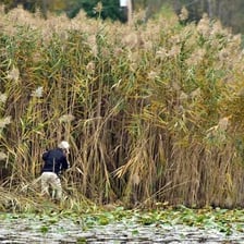 Tall green reeds growing in a marsh