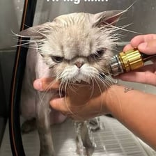 A Persian cat receiving professional grooming