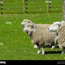A sheep standing in a pasture with its mouth open as if bleating.
