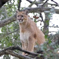 A puma, also called a mountain lion or cougar, in a natural setting.